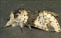 1996 (71.006) Alder kitten